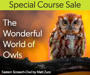 Special Course Sale: The Wonderful World of Owls