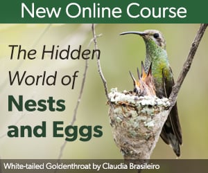 New Online Course: The Hidden World of Nests and Eggs.